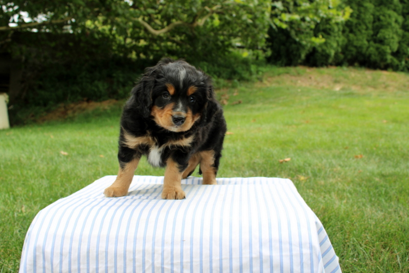 puppy, for, sale, Mini Bernedoodle F1, Matthew B. Stoltzfus, dog, breeder, Gap, PA, dog-breeder, puppy-for-sale, forsale, nearby, find, puppyfind, locator, puppylocator, aca
